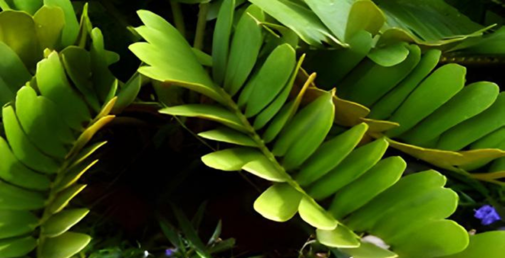 Bombay-Rayon-Guest-House-Our-work-ecocalyx (3)