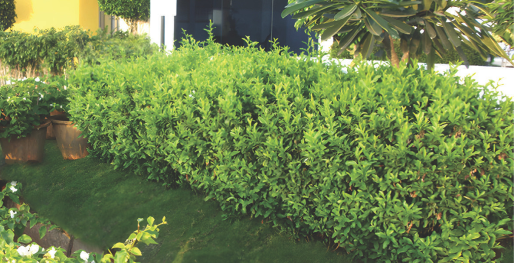 Keppel-Horizon&Promenade-Our-work-ecocalyx